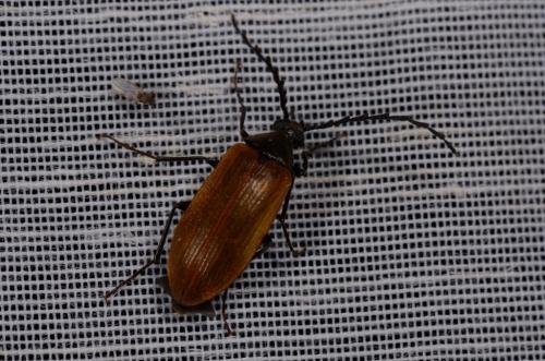 Réf. 249 615 : Pseudocistela ceramboides